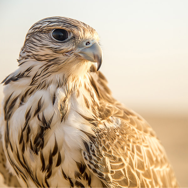 Falcon